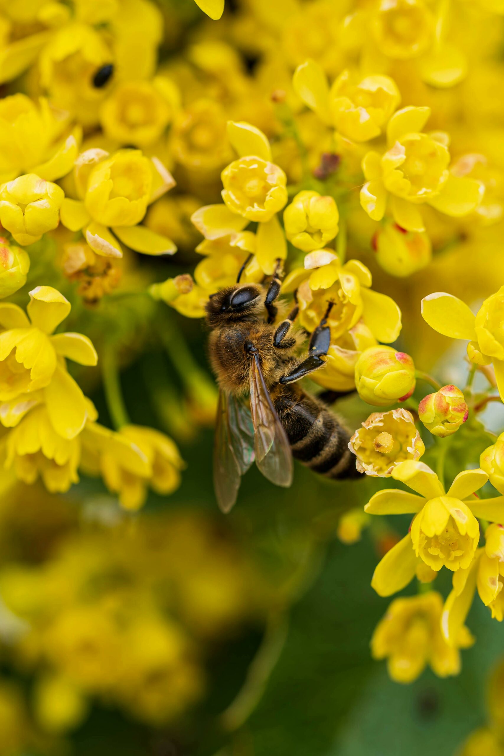 Eine Biene sammelt Nektar auf leuchtend gelben Blüten in einer detailreichen Nahaufnahme.