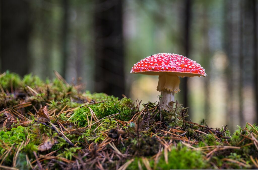 ekamelev-mushroom-3051519
